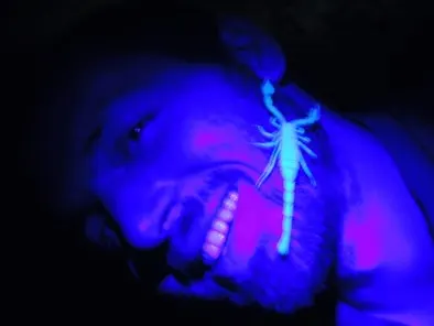 Scorpion Adventure